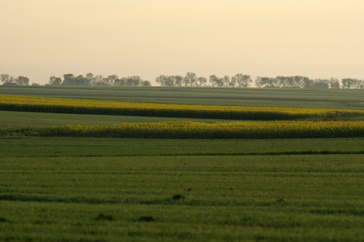 rapeseed field agriculture