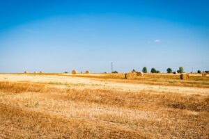 wheat field Hungary