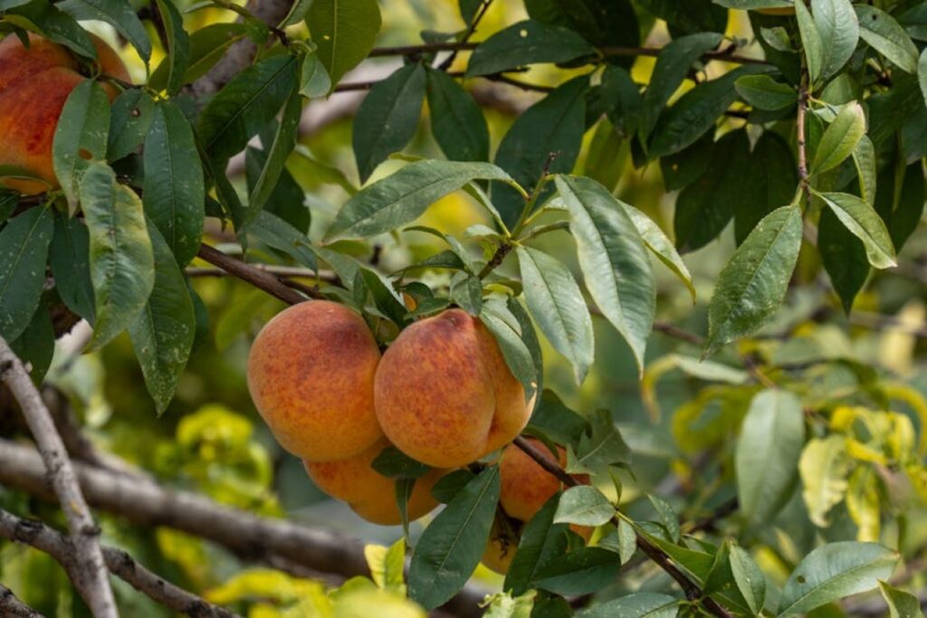 peach orchard disease