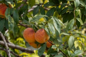 peach orchard disease