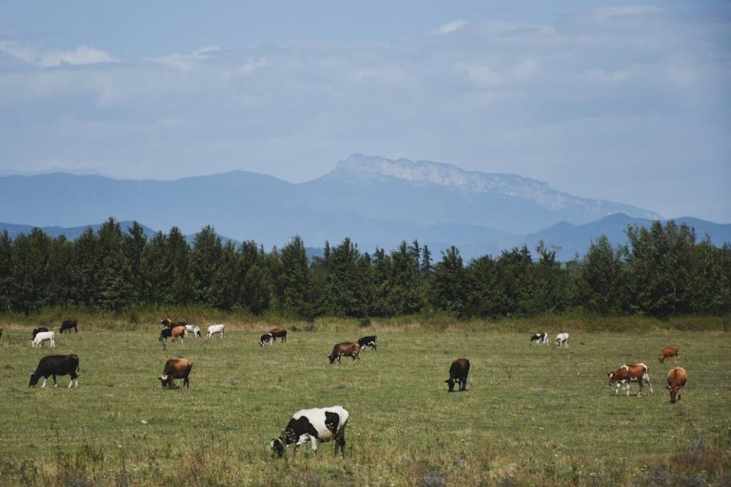 cattle farm