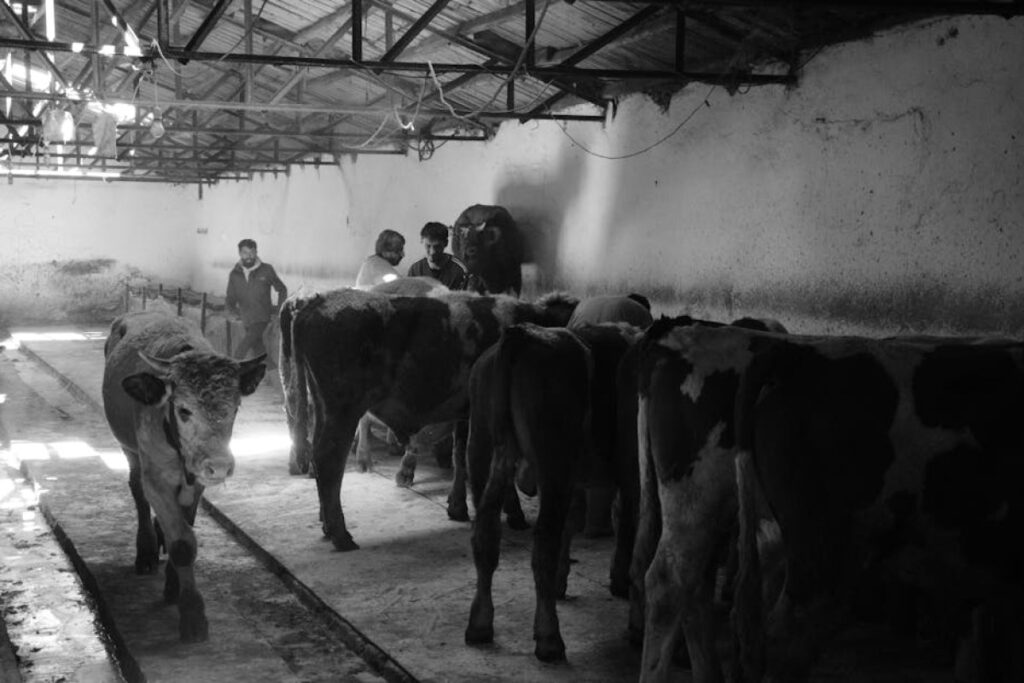 cow bolus injection