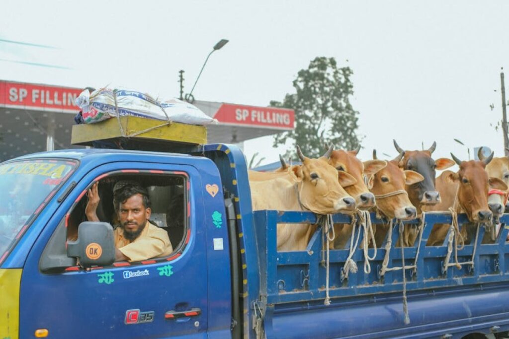 cattle transport