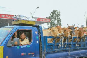 cattle transport