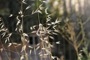oat grain closeup