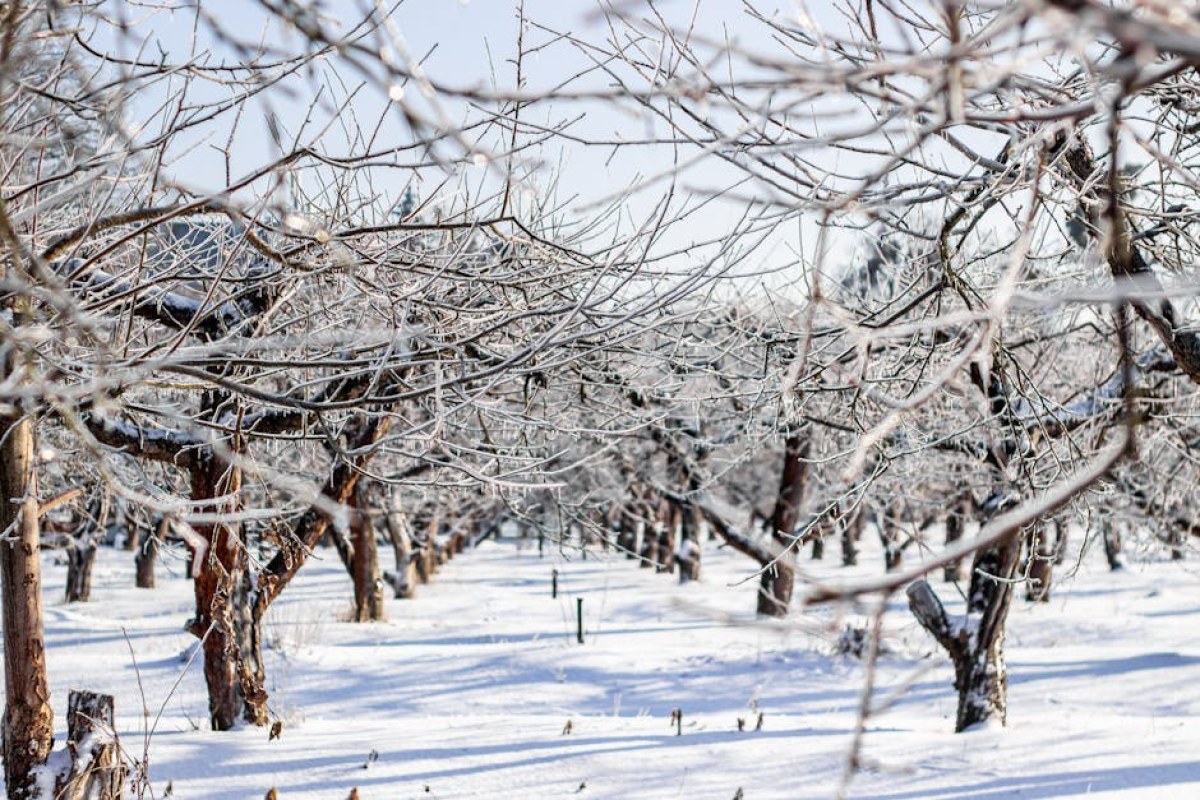 frost damaged orchard