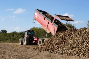 sugar beet field