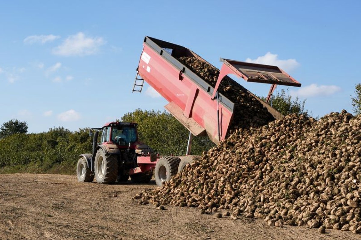 sugar beet field