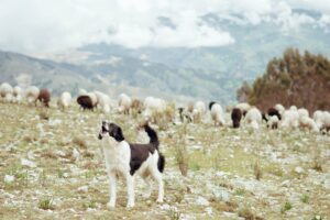 sheep attack dog