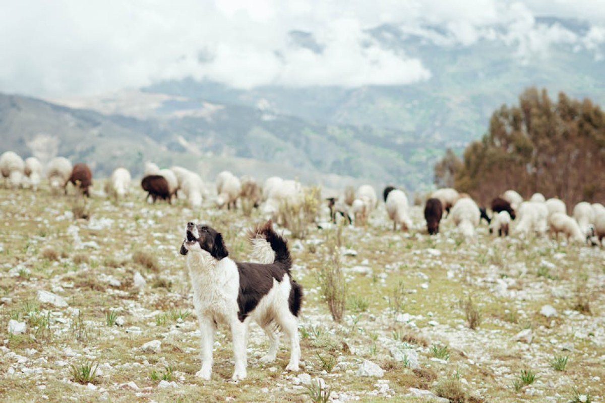 sheep attack dog