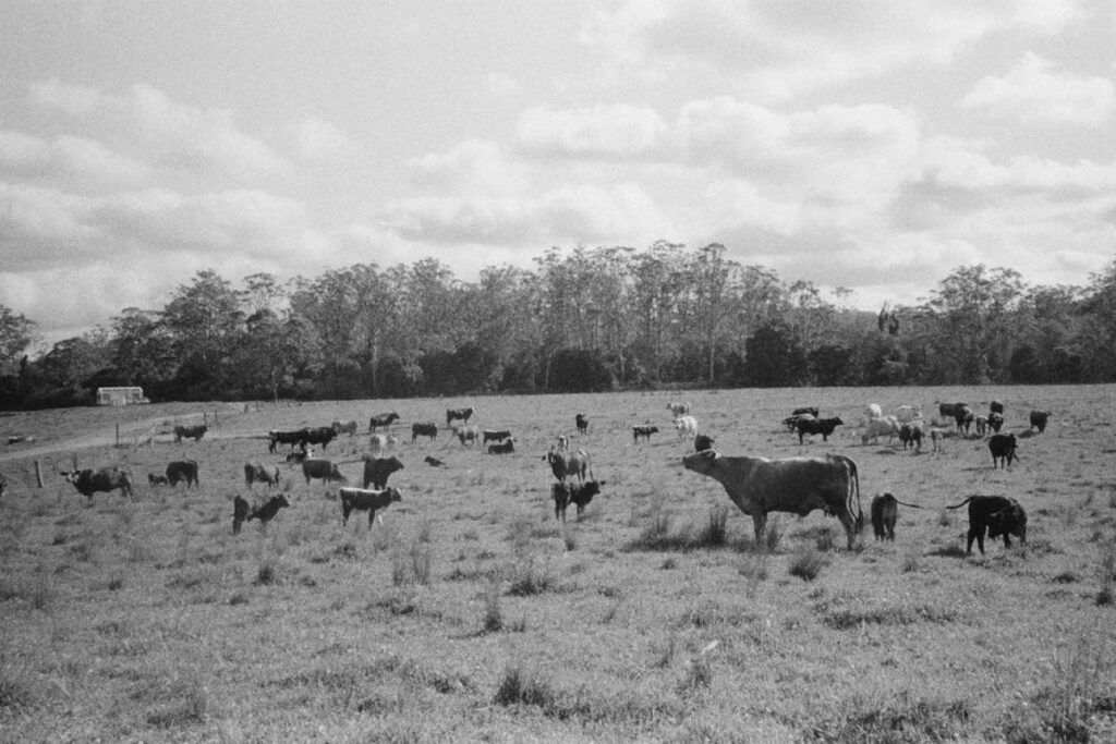 Angus heifers