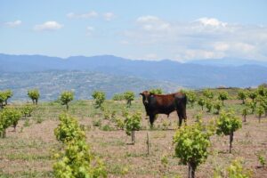 cyprus organic farm
