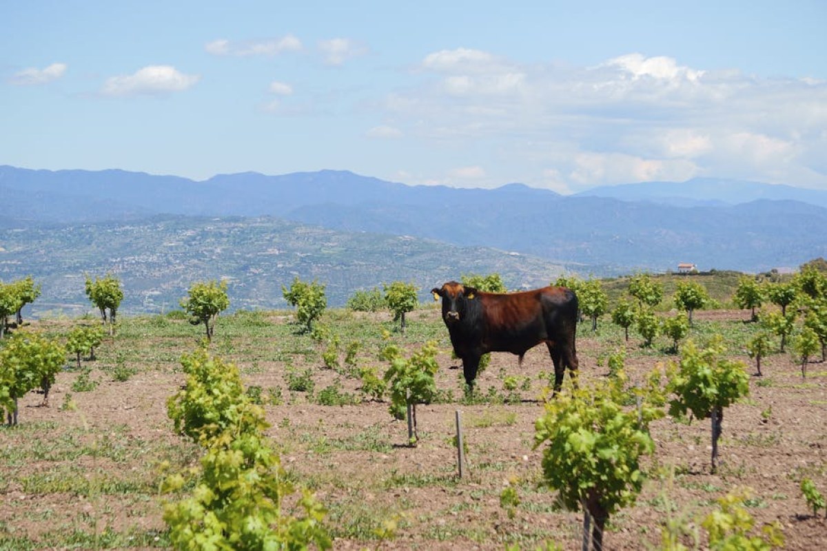 cyprus organic farm