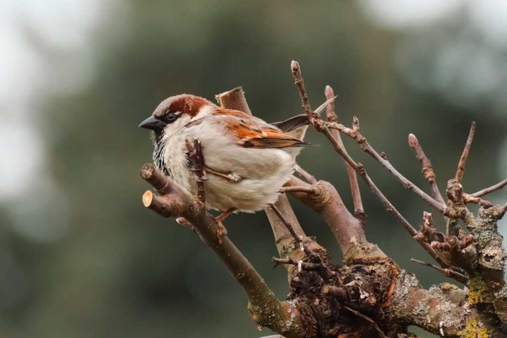 branch shredder