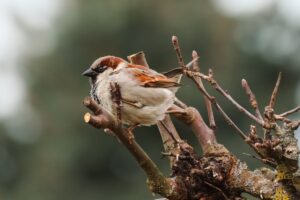 branch shredder