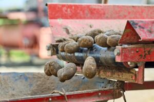 potato harvester