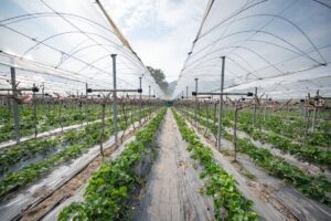 agricultural net