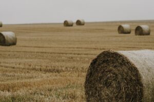 hay bales field