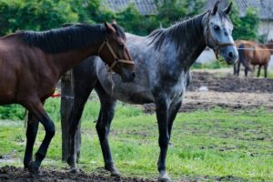horse breeding