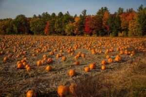 pumpkin field harvest