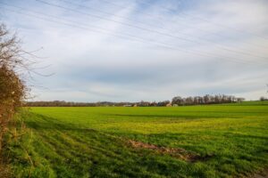 grass field