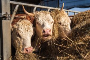 cattle feeding rack