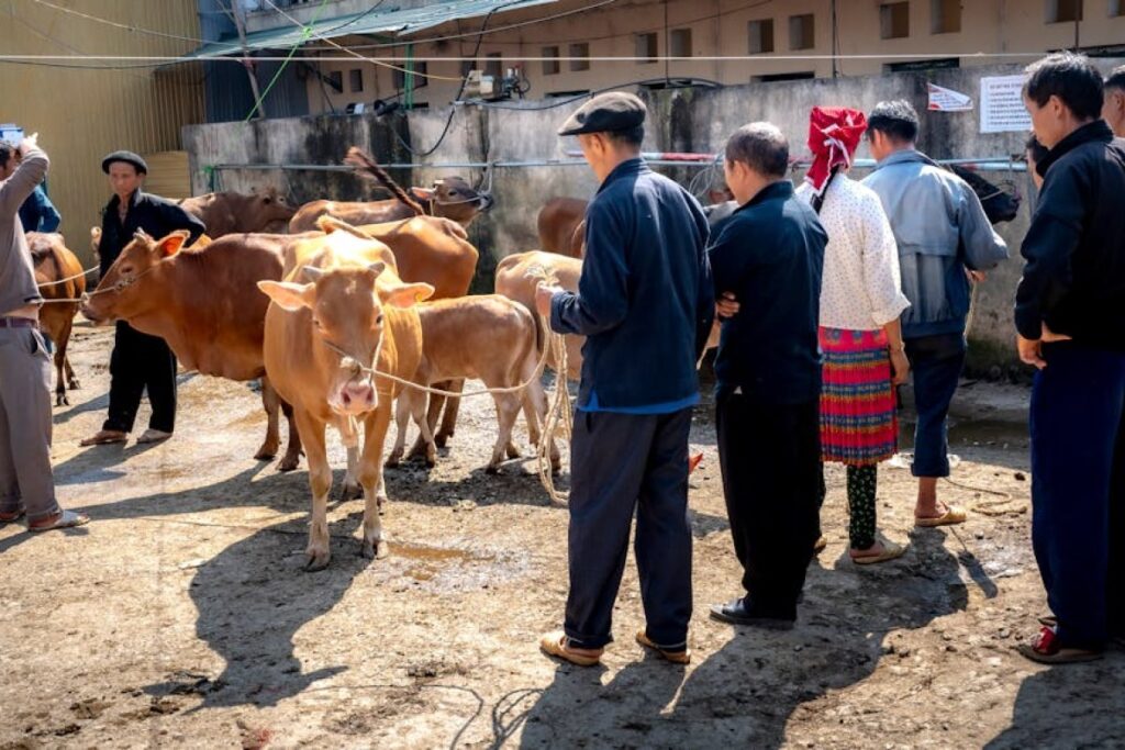 cattle for sale