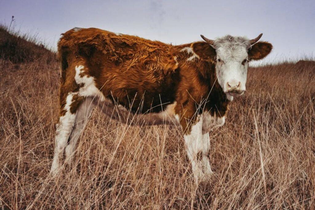 Danish heifers cattle