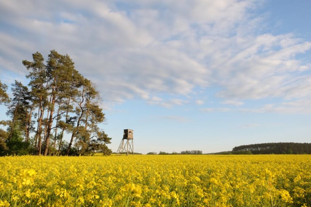 grain rapeseed field