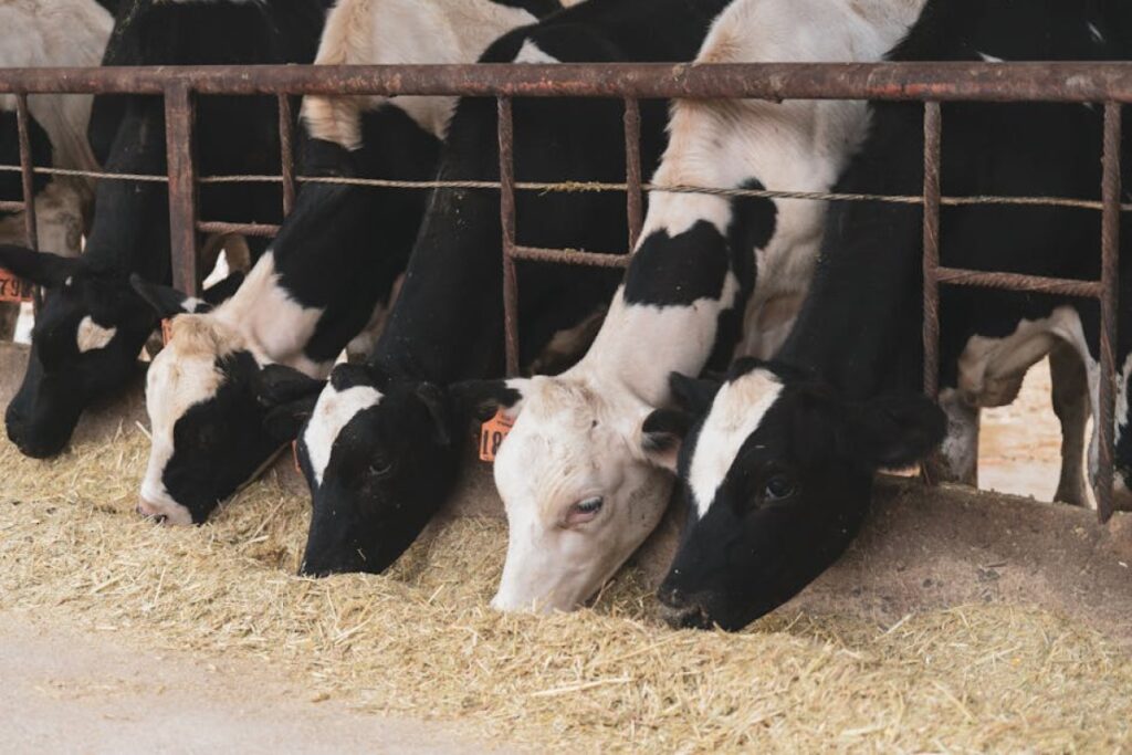 dairy cow feeding
