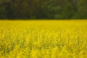 rapeseed header
