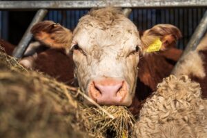 cattle feed additive
