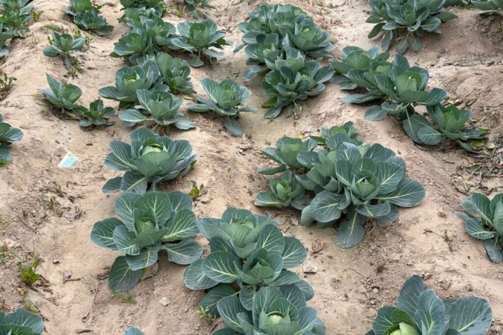 vegetable field crisis