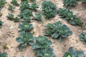 vegetable field crisis