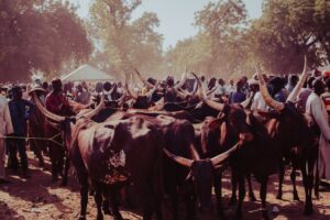 cows for sale