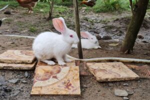 rabbits for sale