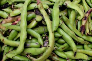 fodder beans