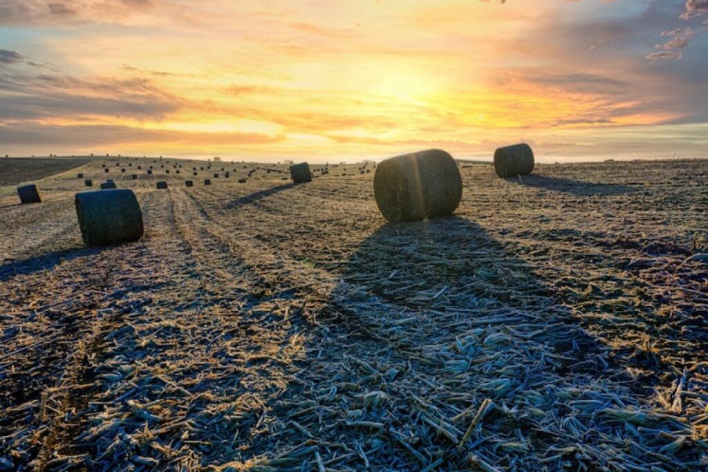 silage bales