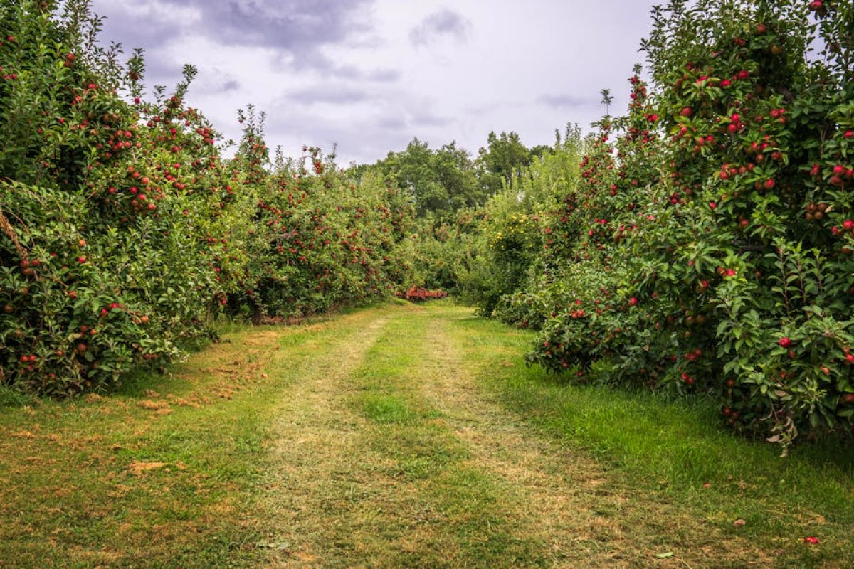 apple orchard China
