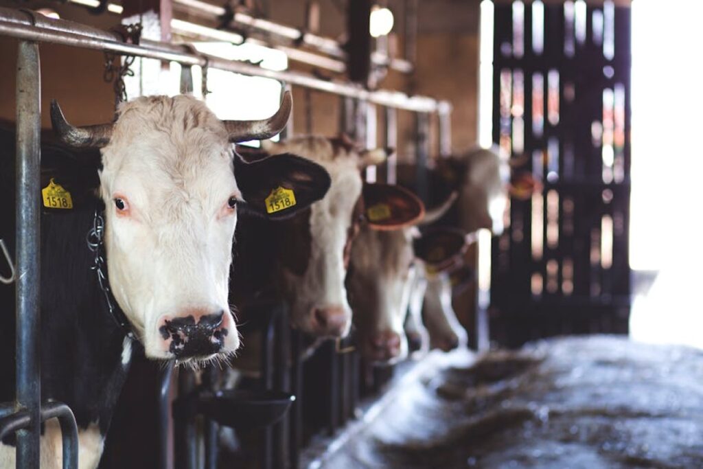 cattle milking transport
