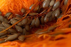 pumpkin seeds