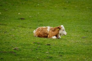 calves for sale