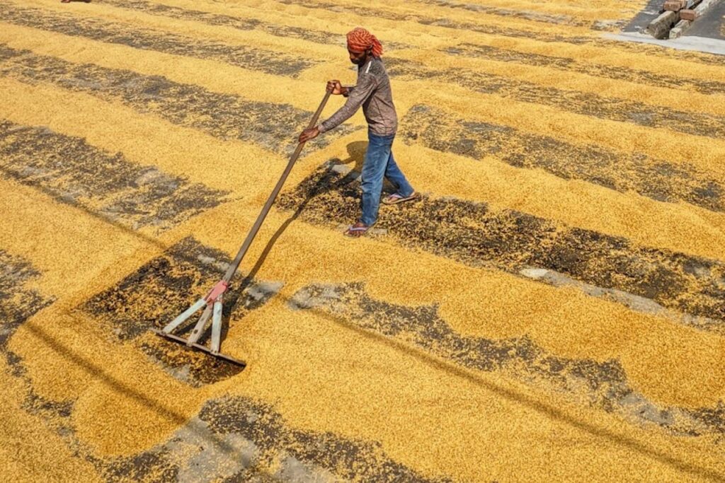 agricultural rake