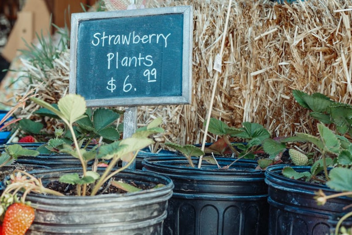 strawberries market price