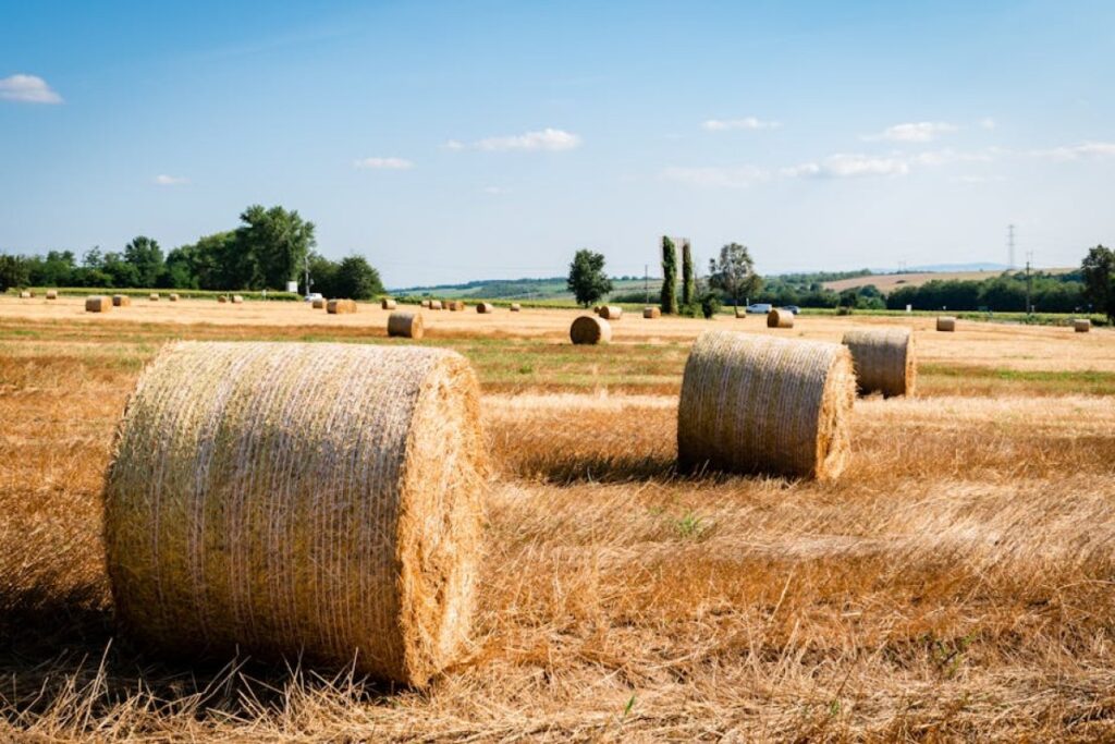 haylage bales field