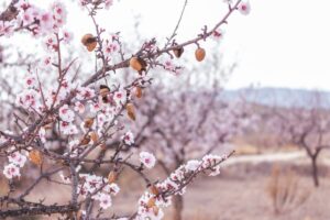peach orchard Spain