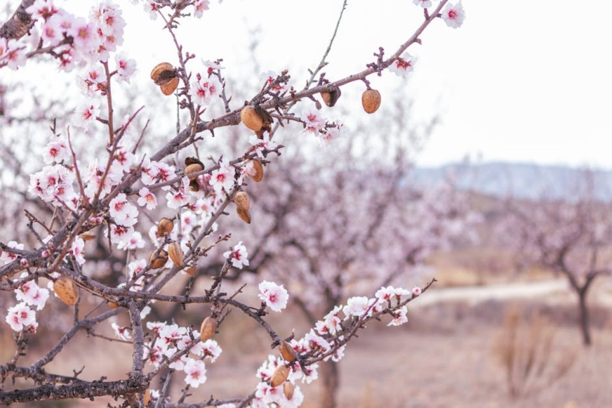 peach orchard Spain