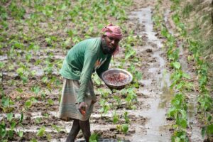 vegetable seeds field