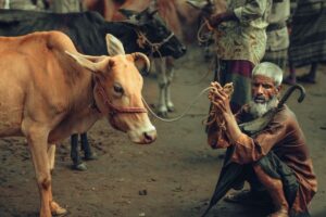 cows for sale