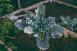 cabbage seedlings